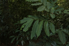 Aphanamixis polystachya