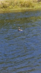 Poliocephalus rufopectus