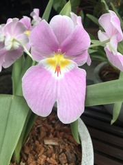 Miltoniopsis