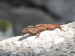 Anolis sagrei