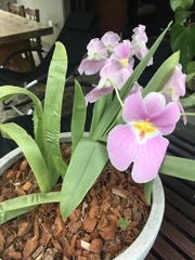 Miltoniopsis