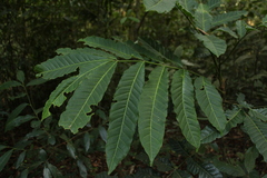 Aphanamixis polystachya