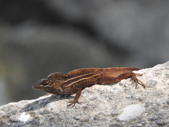 Anolis sagrei