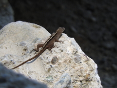 Anolis sagrei