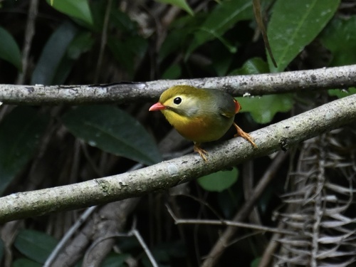 Red-billed Leiothrix