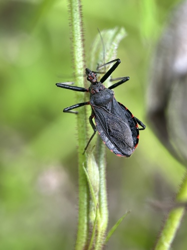 Rhynocoris incertis