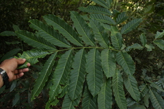 Aphanamixis polystachya