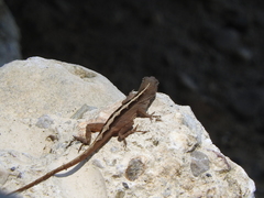 Anolis sagrei