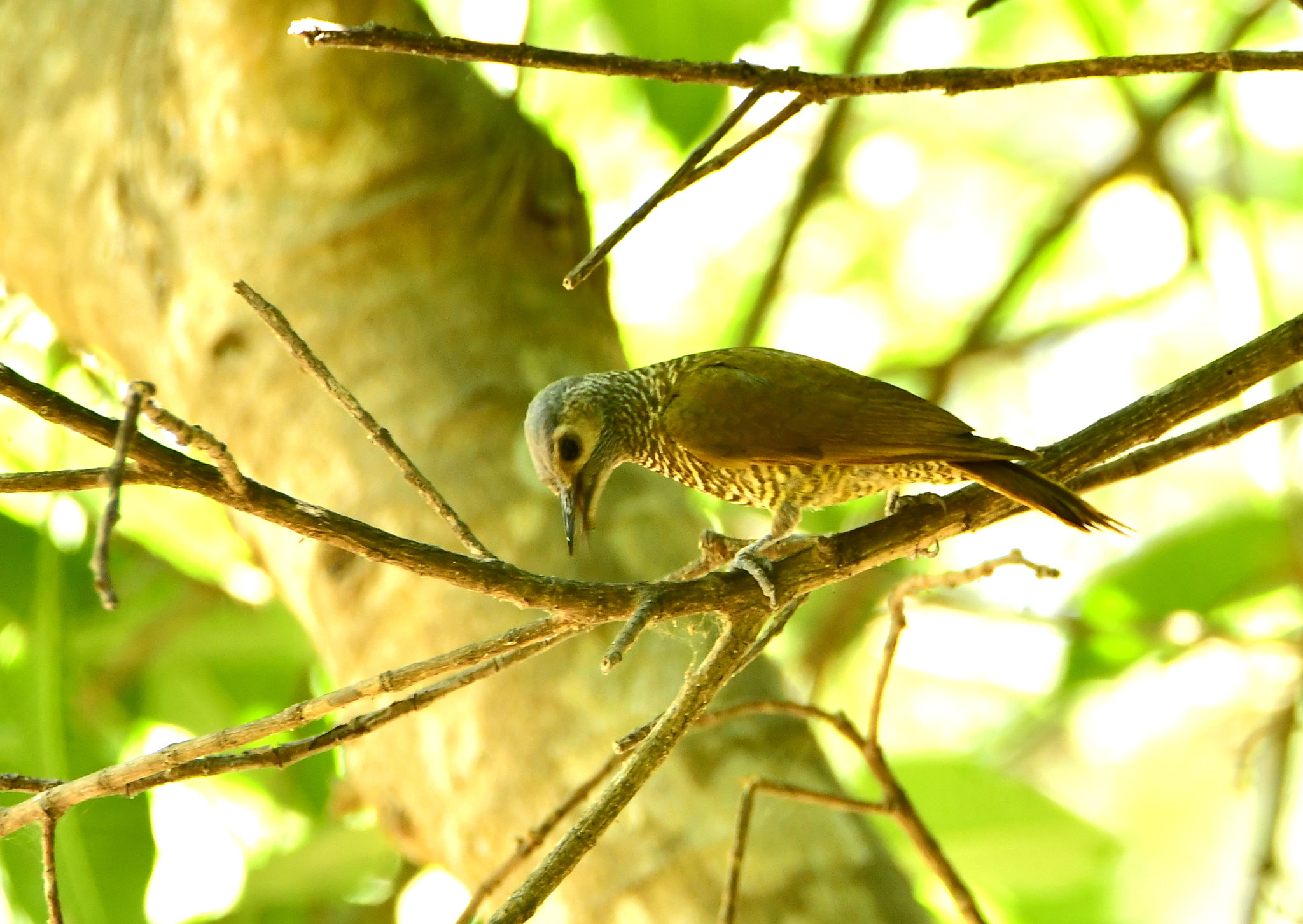 Grey-crowned Woodpecker (Colaptes auricularis), photo 3