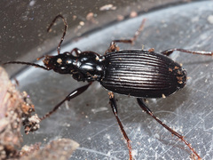 Limodromus assimilis