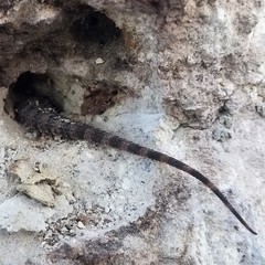 Ctenosaura flavidorsalis