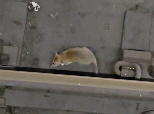 Rat photographed near here on 2026-05-10
