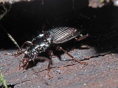 Limodromus assimilis