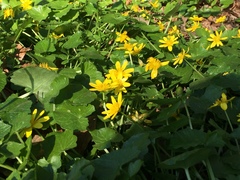 Ficaria verna