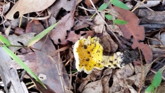 Amanita flavella