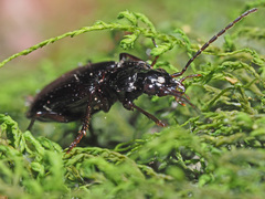 Limodromus assimilis