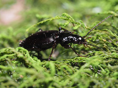 Limodromus assimilis