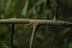 Aphanamixis polystachya