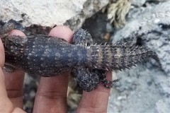 Ctenosaura flavidorsalis