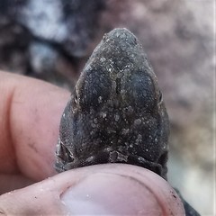 Ctenosaura flavidorsalis