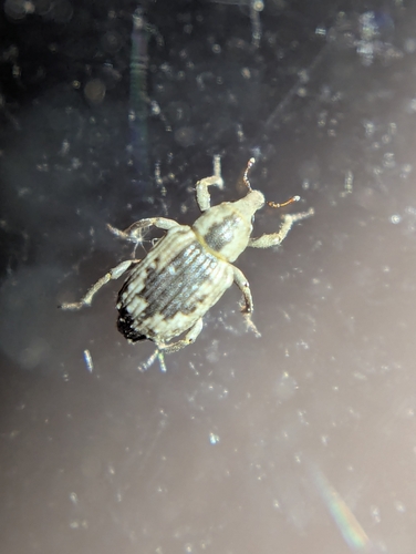Rice Water Weevil photo 3