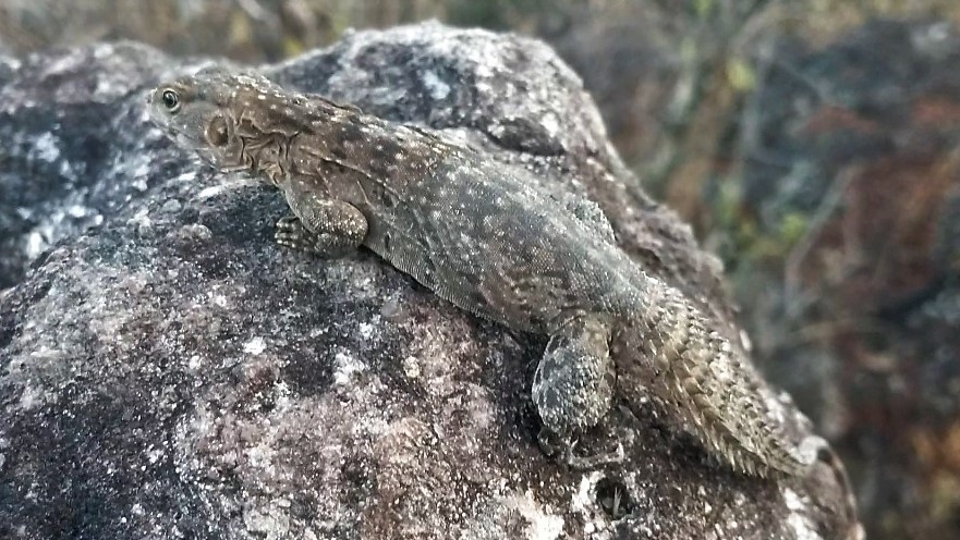 Yellow-Backed Spiny-Tailed Iguana