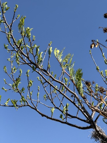 Bursera galeottiana Engl.