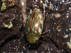 Laccophilus hyalinus