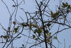 Pueraria tuberosa