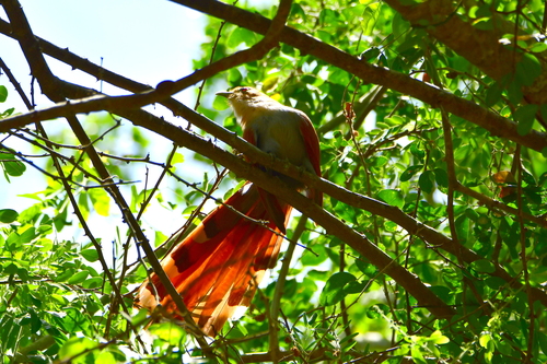 Mexican Squirrel Cuckoo (Piaya mexicana), photo 7