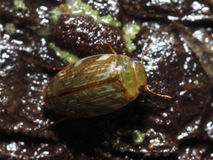 Laccophilus hyalinus