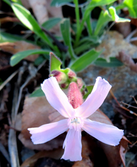 Silene caroliniana