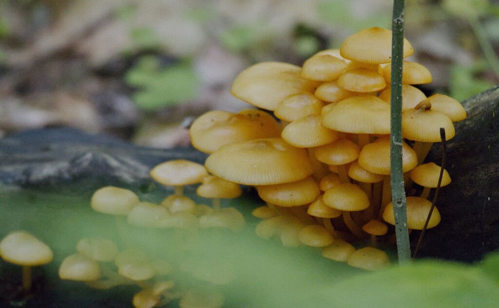 orange mycena · May 2026 · photo: Photo: (c) cigazze, some rights reserved (CC BY) · iNaturalist
