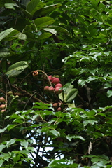 Aphanamixis polystachya