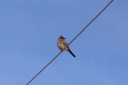 Say's Phoebe