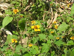 Asteraceae