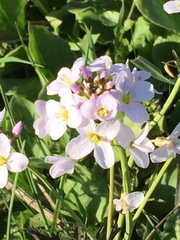 Cardamine pratensis