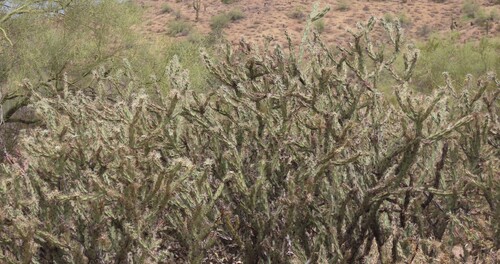 Buckhorn Cholla