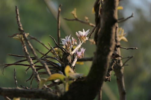 Dendrobium barbatulum, photograph 2