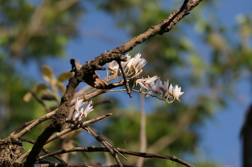 Dendrobium barbatulum, photograph 3