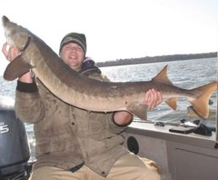 Acipenser fulvescens