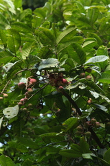 Aphanamixis polystachya