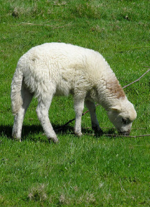 Domestic Sheep