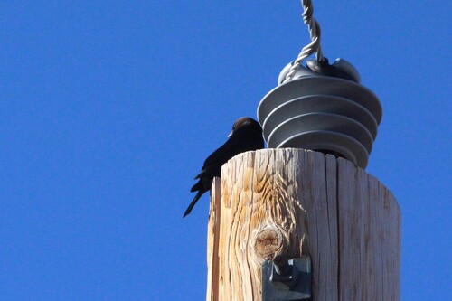 Brown-headed Cowbird