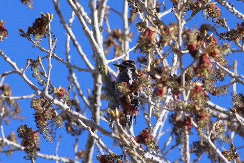 Red-naped Sapsucker