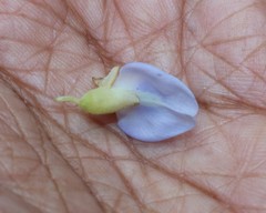 Pueraria tuberosa