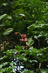 Aphanamixis polystachya