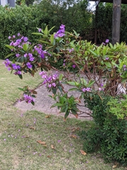 Pleroma semidecandrum