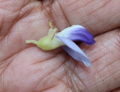 Pueraria tuberosa