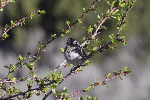 Lincoln's Sparrow